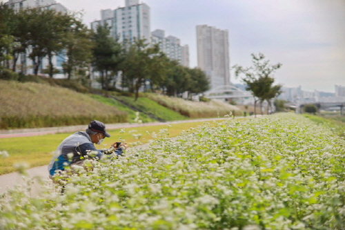 금천구, 안양천에 메밀꽃·코스모스 가득한 가을풍경길 조성