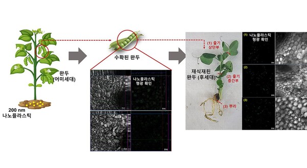 [사이언스임팩트(2)]식물이 머금은 나노플라스틱, 열매는 물론 후대까지 전이 규명
