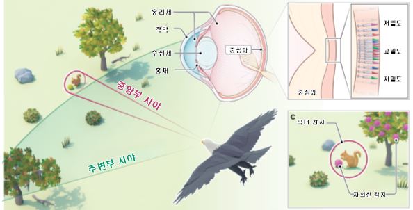 [사이언스임팩트(10)]'독수리 눈' 착안 신개념 카메라 등장...드론·로봇에 최적화