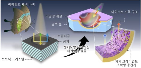 [사이언스임팩트(12)]제비꼬리나비 날개 모방 신개념 디스플레이 등장