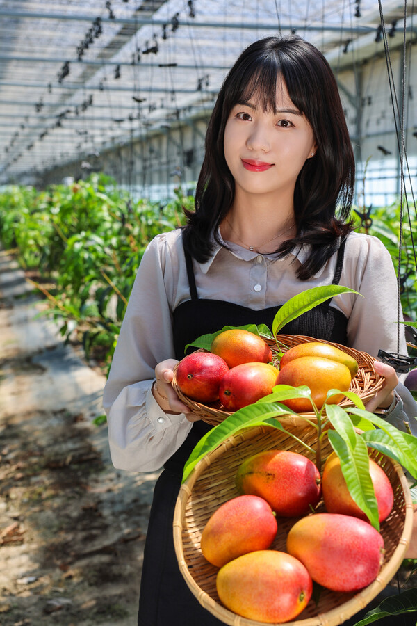 청도군, 기후변화 대응 신작물 애플망고 첫 수확철 맞아