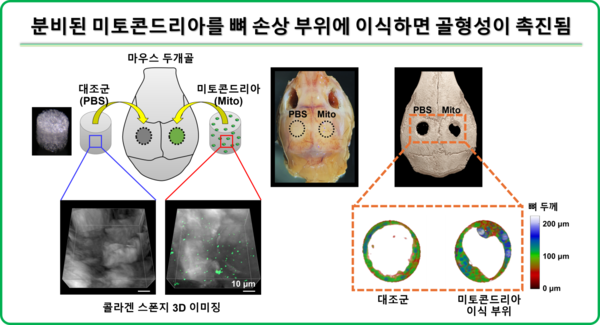 미토콘드리아로 뼈 재생 원리 규명…이윤실 교수, 대한민국 과학기술인상 선정