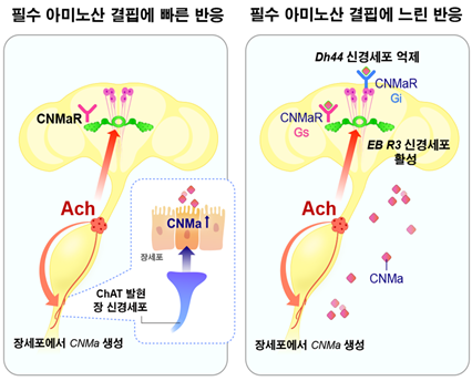 장이 뇌에 신호를 보내 편식을 고친다!