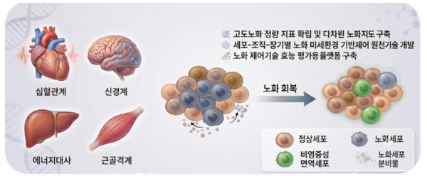 노화를 되돌리는 기술 개발 본격화…과기정통부, 생체노화 리프로그래밍 사업 착수