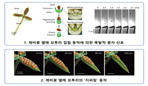 제비꽃 씨앗 발사 원리 규명…차세대 유연 로봇 개발 가능성 제시