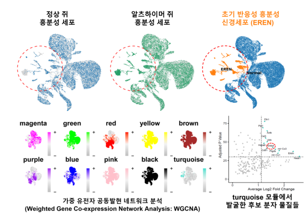 알츠하이머병 악순환 이끄는 ERBB4 규명…복합 병리 동시 완화 가능성